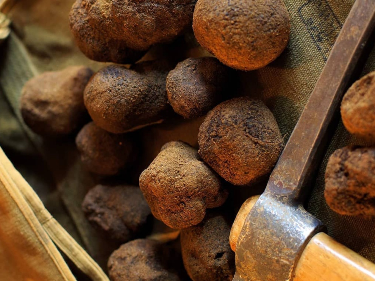 Week-end truffe Crillon le Brave